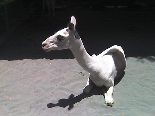 Zoo