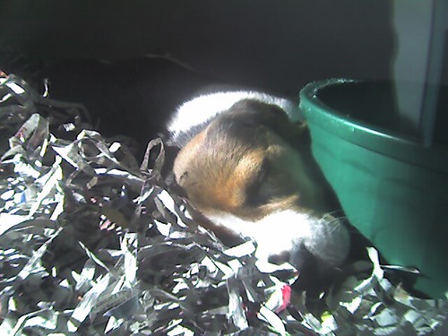 Puppy