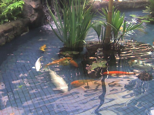 Koi