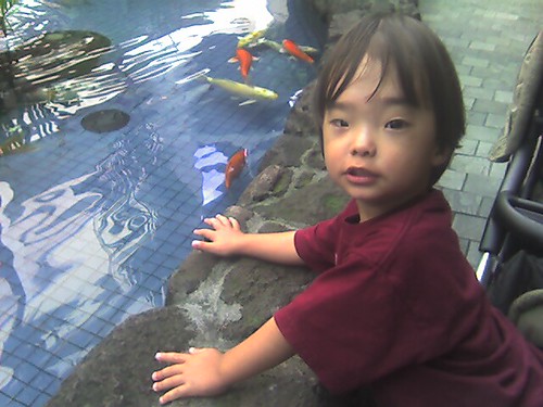 Koi