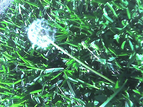 Dandelion
