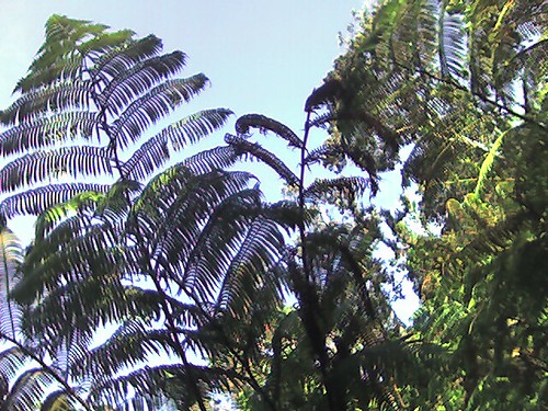 Ferns